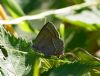 Purple Hairstreak at Belfairs N.R. (Vince Kinsler) (78371 bytes)