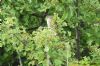 Grasshopper Warbler at Wakering Stairs (Richard Howard) (113203 bytes)