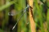 Scarce Emerald Damselfly at Bowers Marsh (RSPB) (Richard Howard) (48823 bytes)