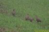 Red-legged Partridge at Wallasea Island (RSPB) (Richard Howard) (98023 bytes)