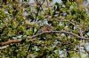 Reed Bunting at Two Tree Island (West) (Richard Howard) (194875 bytes)