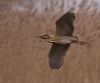 Bittern at Wat Tyler Country Park (Gordon Appleton) (44994 bytes)