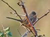 Dartford Warbler at Hadleigh Downs (Graham Oakes) (64602 bytes)