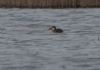 Garganey at Wallasea Island (RSPB) (Jeff Delve) (52361 bytes) Garganey at Wallasea Island (RSPB) (Jeff Delve) (52361 bytes)