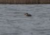 Garganey at Wallasea Island (RSPB) (Jeff Delve) (52361 bytes)