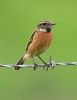 Stonechat at Bowers Marsh (RSPB) (Graham Oakes) (52880 bytes)