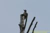 Great Spotted Woodpecker at Canvey Wick (Richard Howard) (48379 bytes)