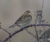 Corn Bunting at Wallasea Island (RSPB) (Jeff Delve) (48501 bytes) Corn Bunting at Wallasea Island (RSPB) (Jeff Delve) (48501 bytes)
