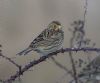 Corn Bunting at Wallasea Island (RSPB) (Jeff Delve) (48501 bytes)