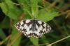 Marbled White at Vange Marsh (RSPB) (Richard Howard) (48763 bytes)