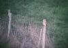 Short-eared Owl at South Fambridge (Paul Baker) (56751 bytes)