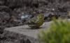 Serin at Gunners Park (Jeff Delve) (46751 bytes)