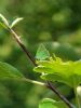 Green Hairstreak at Canvey Wick (Paul Baker) (50755 bytes)