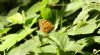 Silver-washed Fritillary at Belfairs N.R. (Steve Arlow) (60068 bytes) Silver-washed Fritillary at Belfairs N.R. (Steve Arlow) (60068 bytes)