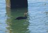 Shag at Gunners Park (Paul Griggs) (59255 bytes)