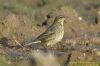 Rock Pipit at Wallasea Island (RSPB) (Richard Howard) (62575 bytes)