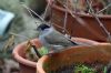 Blackcap at Private site with no public access (Vince Kinsler) (116892 bytes) Blackcap at Private site with no public access (Vince Kinsler) (116892 bytes)