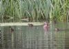 Pochard at Canewdon (Jeff Delve) (94739 bytes)