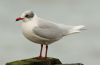 Mediterranean Gull at Southend Pier (Steve Arlow) (64579 bytes)