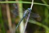 Southern Migrant Hawker at Canvey Way (Richard Howard) (47827 bytes)