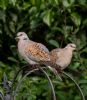 Turtle Dove at Canewdon (Jeff Delve) (75477 bytes) Turtle Dove at Canewdon (Jeff Delve) (75477 bytes)
