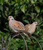 Turtle Dove at Canewdon (Jeff Delve) (75477 bytes)