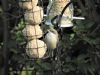 Lesser Whitethroat at Rayleigh (Jeff Delve) (67359 bytes) Lesser Whitethroat at Rayleigh (Jeff Delve) (67359 bytes)