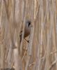 Bearded Tit at Bowers Marsh (RSPB) (Jeff Delve) (51802 bytes)