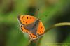 Small Copper at Gunners Park (Richard Howard) (79663 bytes)