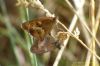 Meadow Brown at Two Tree Island (Richard Howard) (96557 bytes)