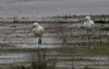 Spoonbill at Wallasea Island (RSPB) (Jeff Delve) (56534 bytes)