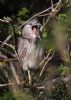 Night Heron at Two Tree Island (Jeff Delve) (65067 bytes)