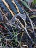 Jack Snipe at Vange Marsh (RSPB) (Tim Bourne) (96050 bytes)