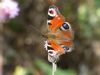 Peacock Butterfly at Bowers Marsh (RSPB) (Richard Howard) (170938 bytes) Peacock Butterfly at Bowers Marsh (RSPB) (Richard Howard) (170938 bytes)
