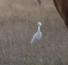 Cattle Egret at Wallasea Island (RSPB) (Jeff Delve) (59179 bytes) Cattle Egret at Wallasea Island (RSPB) (Jeff Delve) (59179 bytes)