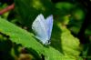 Holly Blue at Canvey Wick (Richard Howard) (90143 bytes)