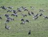 Black Brant at South Fambridge (Paul Baker) (103358 bytes)