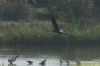 Crane at Wat Tyler Country Park (Richard Howard) (113935 bytes)