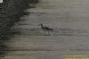 Whimbrel at Two Tree Island (West) (Richard Howard) (101949 bytes)