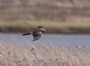 Pallid Harrier at Wallasea Island (RSPB) (Vince Kinsler) (75170 bytes)