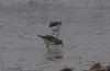 Pectoral Sandpiper at Lower Raypits (Jeff Delve) (53470 bytes)