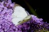 Large White at Two Tree Island (West) (Richard Howard) (107757 bytes)