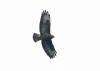 Buzzard at Hockley Woods (Steve Arlow) (37047 bytes) Buzzard at Hockley Woods (Steve Arlow) (37047 bytes)