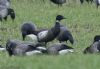 Black Brant at Wallasea Island (RSPB) (Jeff Delve) (84229 bytes)