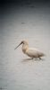 Spoonbill at Vange Marsh (RSPB) (Neil Chambers) (27390 bytes)