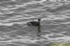 Slavonian Grebe at South Fambridge (Richard Howard) (80092 bytes)