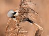 Bearded Tit at Bowers Marsh (RSPB) (Graham Oakes) (81281 bytes)