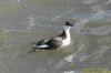 Guillemot at Southend Pier (Richard Howard) (73835 bytes)