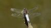 Scarce Chaser at Doggetts Pits (Steve Arlow) (28446 bytes)