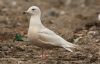 Iceland Gull at Private site with no public access (Steve Arlow) (137390 bytes) Iceland Gull at Private site with no public access (Steve Arlow) (137390 bytes)